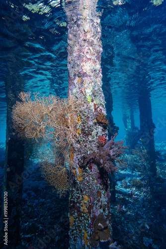 Soft Coral Colonizing Jetty Pillar in Tropical Coastal Waters