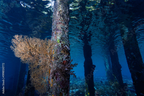 Fotografie Soft Coral Colonizing Jetty Pillar in Tropical Coastal Waters