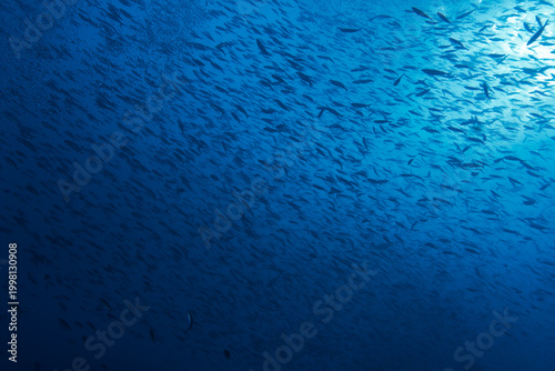 Canvas Print A group of reef fish moves through open water, their shapes contrasted against the clear blue background