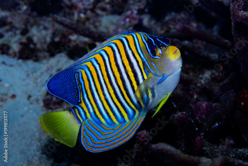 Emperor Angelfish Pomacanthus imperator