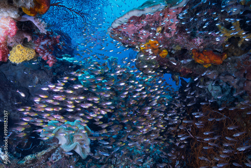 Принти на полотні Schooling glassfish in the coral reefs of  Raja Ampat, Indonesia