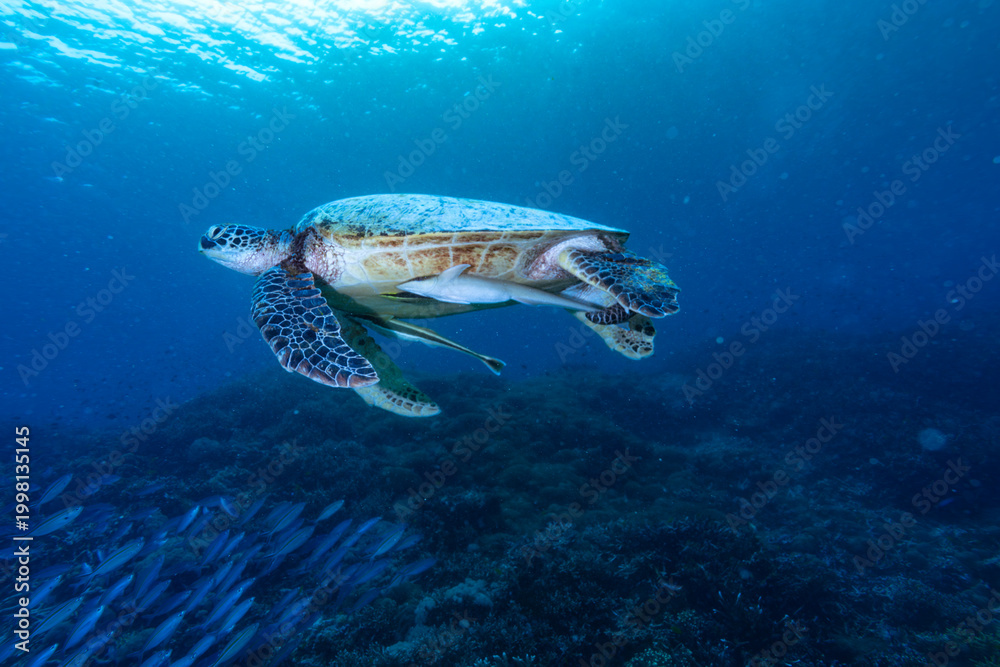 Fototapeta premium Chelonia mydas swimming — Raja Ampat, Indonesia