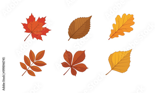 Autumn leaves collection featuring maple oak beech chestnut rowan and birch foliage isolated on white background for seasonal botanical design projects.
