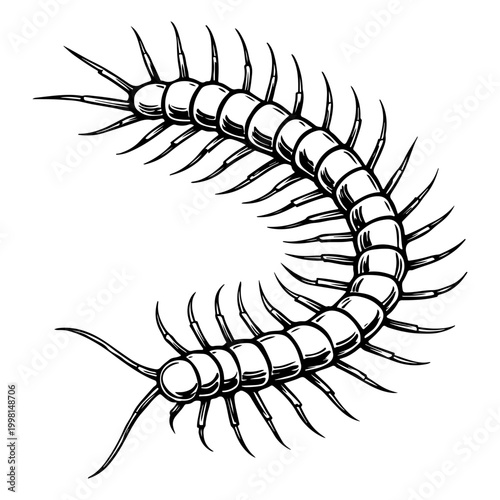 Φωτογραφία Centipede silhouette insect arthropod black and white