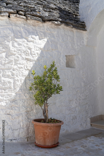 Potted green plant against a whitewashed stone wall of a traditional trullo house in Alberobello, Italy. The image highlights rustic textures, Mediterranean light, and minimalist composition