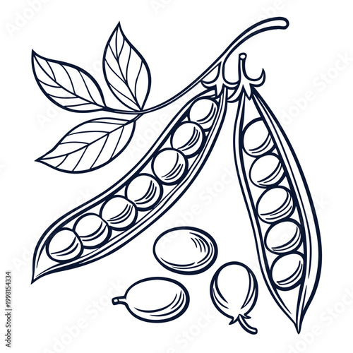 Cuadro en lienzo fava bean vector