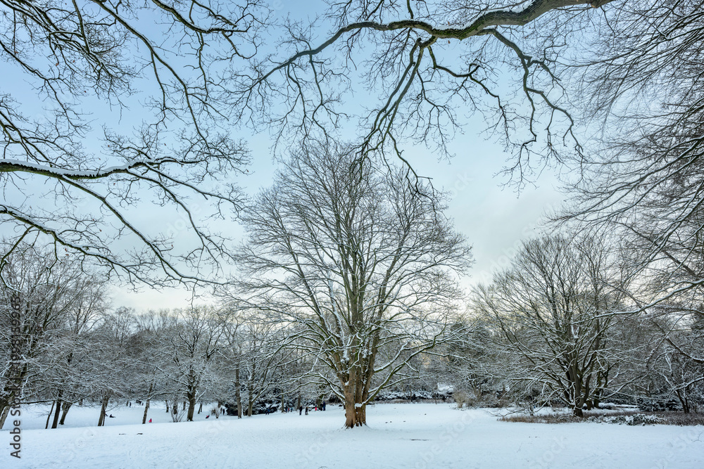 Fototapeta premium Winter Kiel Forstbaumschule