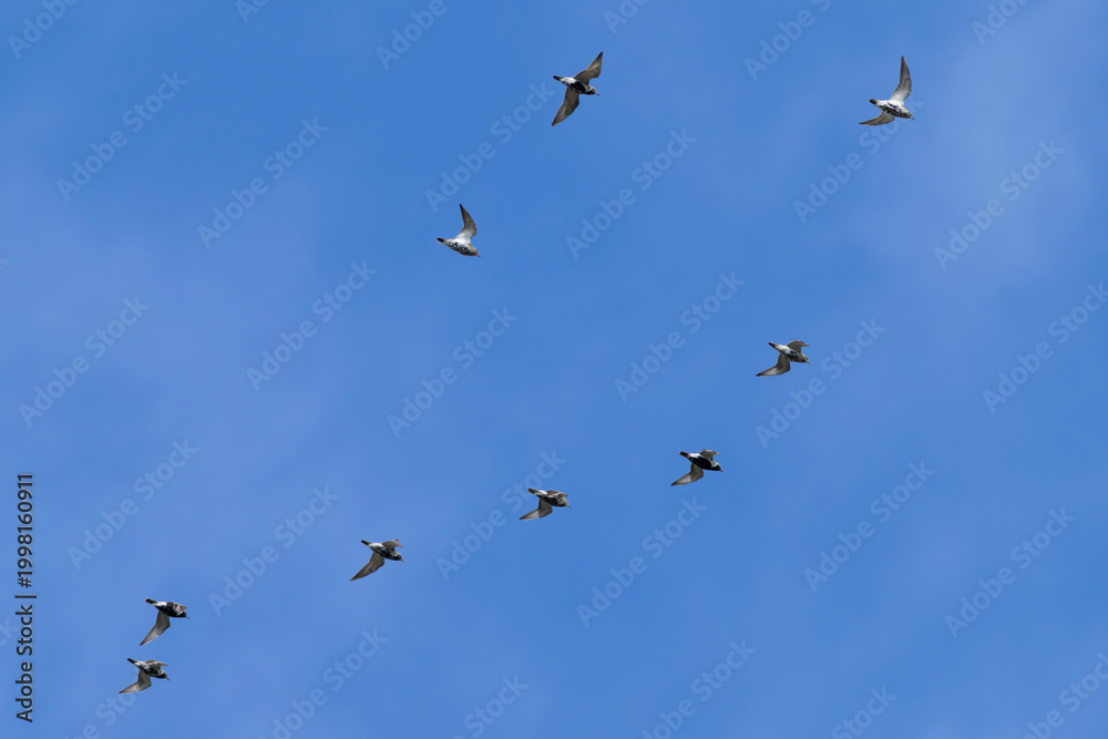 Fototapeta premium flock of European golden plover (Pluvialis apricaria) in flight, partly in full breeding plumage, found at Texel in the Netherlands