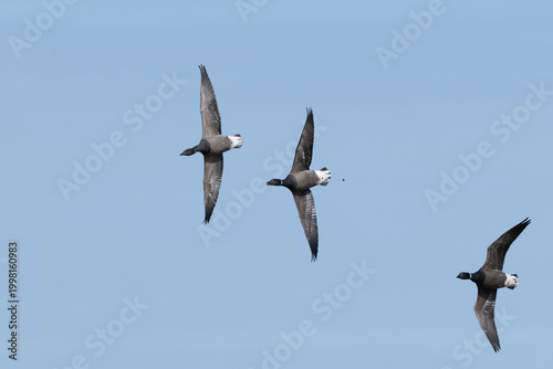 Fotografia adult brant or brent goose (Branta bernicla bernicla) in acrobatic flight, found