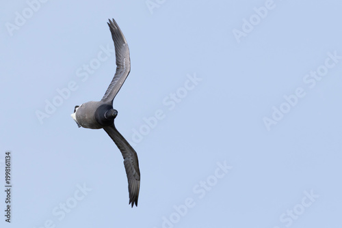 Foto adult brant or brent goose (Branta bernicla bernicla) in acrobatic flight, found