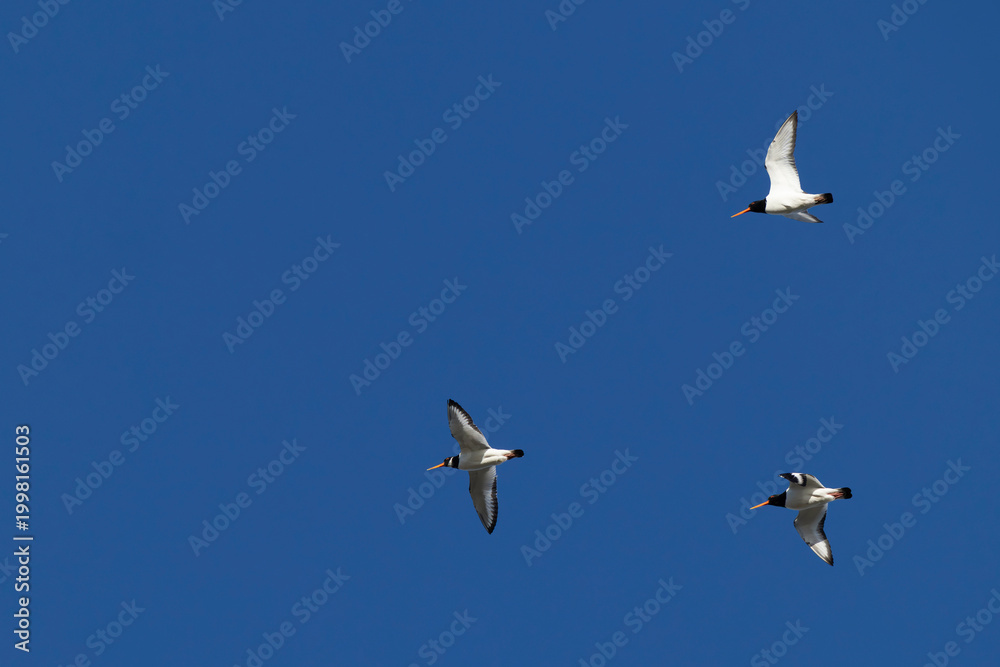 Fototapeta premium Three Eurasian oystercatcher (Haematopus ostralegus) in flight, found at Texel in the Netherlands