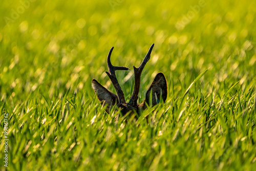 Roebuck in the grass