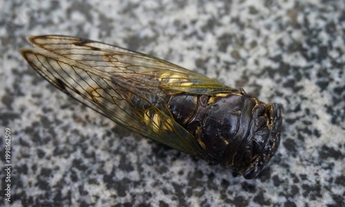 cicada resting on a speckled stone-like surface. The insect’s dark body with yellowish markings and transparent wings 