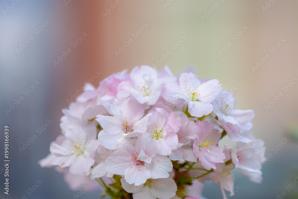 Obraz premium Selective focus of white pink cherry blossoms on trees, Prunus yedoensis is a hybrid cherry tree between Speciosa and Pendula, Oriental cherry flowering twig is a species of cherry Natural background.