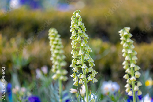Tableau sur toile Selective focus of light cream yellow flower with other flowers in the garden, F