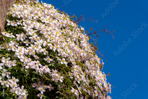 Selective focus of white pink flowers in the garden, Anemone clematis climbing on the brick wall, Clematis montana is a flowering plant in the buttercup family Ranunculaceae, Nature floral background.