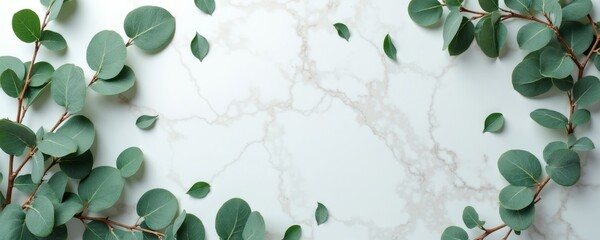 Eucalyptus branches with green leaves arranged on white marble surface top view. Simple natural flat lay composition for background or border decoration.