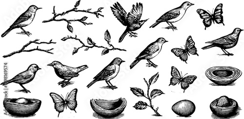 Vintage engraved bird specimen clipart sheet with nests eggs branches and butterflies for nature background and botanical decorative design elements