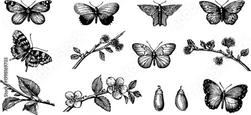 Vintage engraved butterflies moths branches and cocoons clipart sheet for nature pattern background and entomology design elements