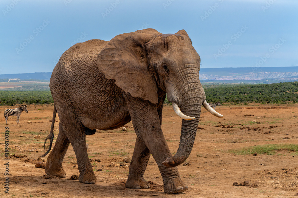 Fototapeta premium Elephant bull moving around for food and water in Addo Elephant National Park in South Africa