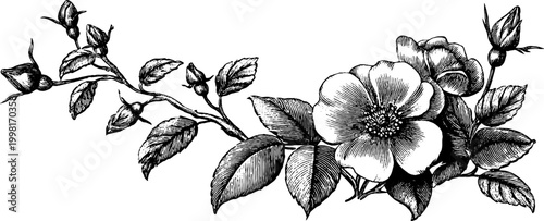 Vintage engraved corner rose spray with leaves and bloom for ornamental border design decorative background and stationery use