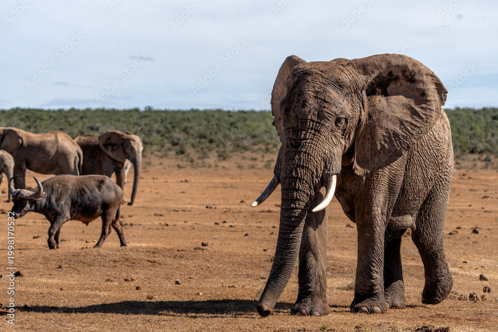 Fototapeta premium Elephant bull moving around for food and water in Addo Elephant National Park in South Africa