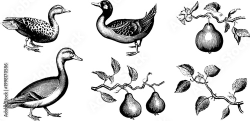 Vintage engraved clipart sheet of ducks geese fruit and botanical elements for nature label design and rustic decor background