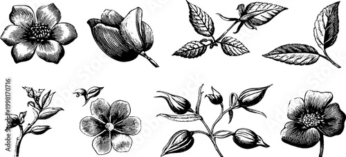 Vintage engraved floral elements sheet with single petals buds branches and leaves for botanical design and label decoration