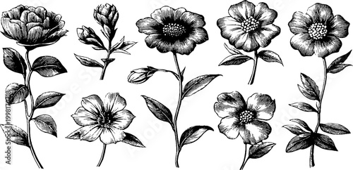 Vintage engraved floral stems and blossoms sheet with varied flowers and buds for botanical pattern design and decorative stationery
