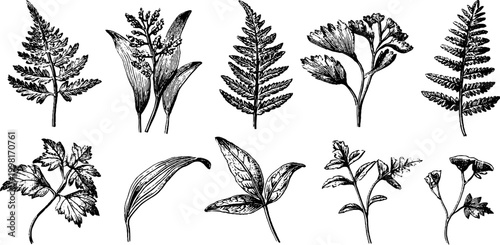 Vintage engraved botanical clipart sheet of forest herbs and fern frond elements for design background and botanical pattern projects