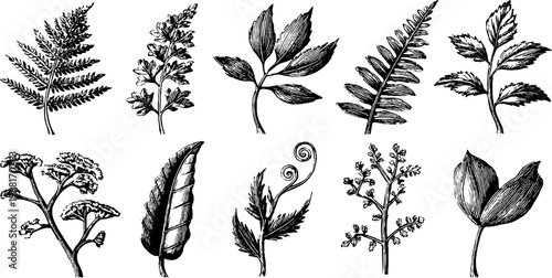 Vintage engraved botanical clipart sheet of forest herbs and fern sprigs for design background and botanical surface pattern use