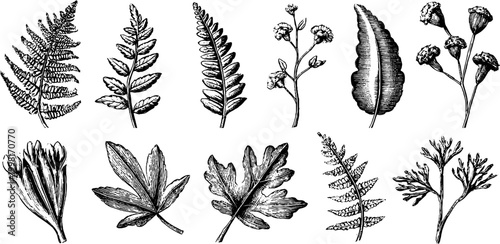 Vintage engraved botanical clipart sheet of forest fern leaves and herb foliage for design background and repeat pattern creation