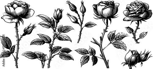 Vintage engraved garden roses and rose buds clipart sheet with stems and leaves for botanical design background and wedding stationery elements