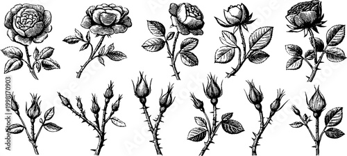Vintage engraved rose clipart sheet with garden rose stems and buds for botanical labels wedding stationery and design elements