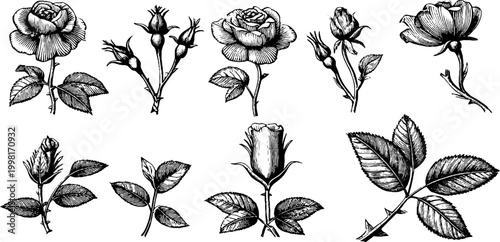 Vintage engraved botanical rose elements clipart sheet with buds leaves and stems for floral background design and antique stationery use