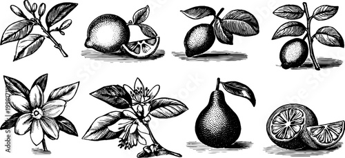 Vintage engraved citrus and pear sheet with blossoms branches and sliced fruit for botanical label and packaging design
