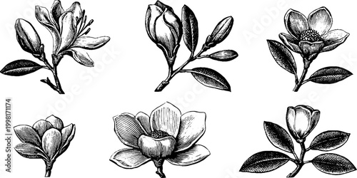 Vintage engraved botanical clipart sheet of lilies and magnolia flowers for floral design background and pattern elements