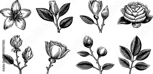 Vintage engraved botanical sheet of assorted lily and magnolia buds and leaves for design background pattern and floral artwork