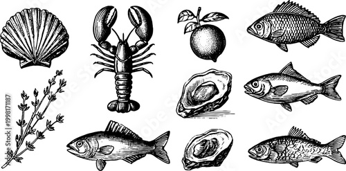 Vintage engraved marine clipart sheet of lobsters fish oysters shells and herbs for seafood menu design and packaging