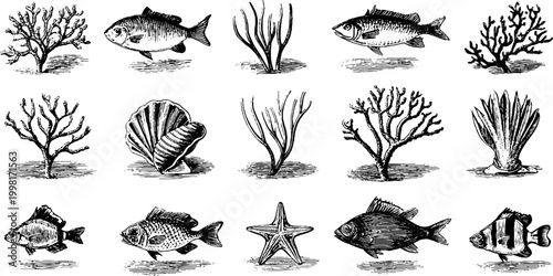 Vintage engraved shell and coral museum specimen sheet with fish and seaweed elements for background and printable natural history design