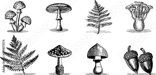 Vintage engraved mushrooms and fern botanical sheet with acorns and toadstools for natural history background and surface pattern design