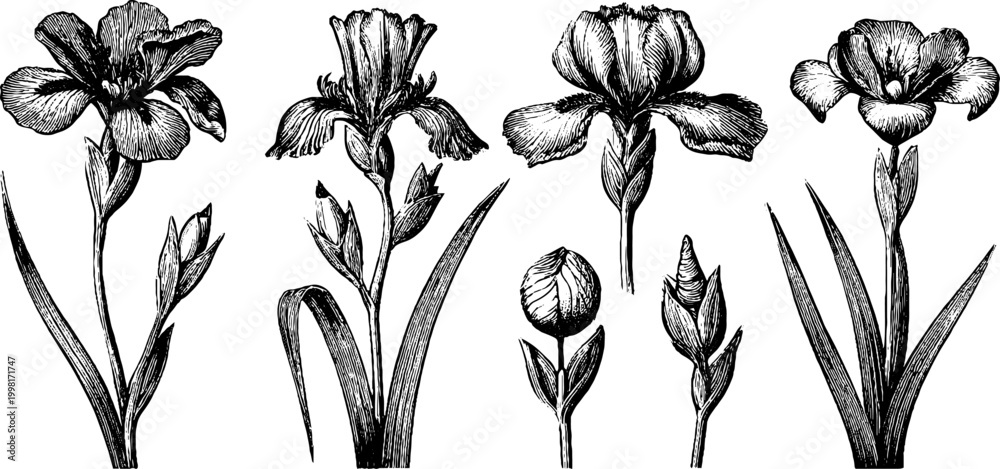 Fototapeta premium Vintage engraved open iris and bud botanical elements sheet in black line art for floral poster background and design assets