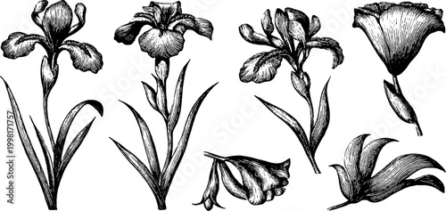 Vintage engraved iris blossoms and buds botanical clip sheet in black line engraving for floral background, poster and design