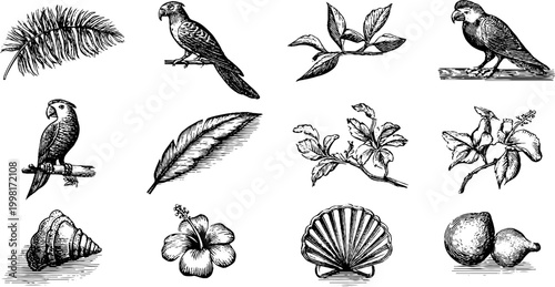Vintage engraved clipart sheet with parrots feathers shells and floral branches for decorative background and design elements