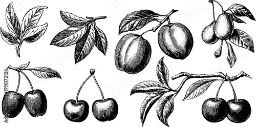 Vintage engraved fruit sheet of peaches pears and cherries for background and design elements