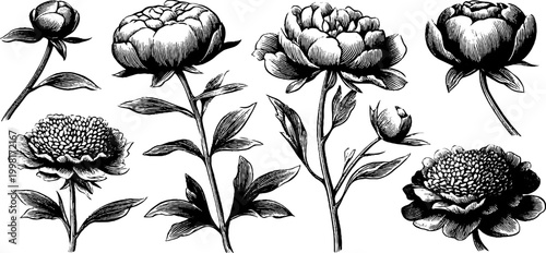 Vintage engraved peony clipart sheet with buds stems and leaves for botanical design elements and surface pattern decoration