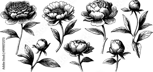 Vintage engraved peony clipart sheet with single stems buds and small blooms for botanical design elements and craft projects