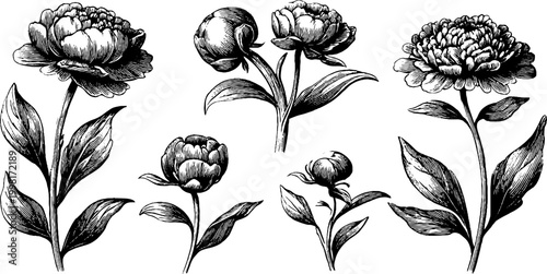 Vintage engraved peony clipart sheet with varied buds stems and leaves for botanical design elements and vintage themed projects