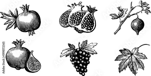 Vintage engraved pomegranate fig and grape fruit clipart sheet with botanical leaves and branches for label and pattern design