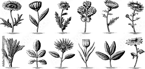 Vintage engraved pressed flowers herbarium clipart sheet with botanical specimens leaves and stems for floral pattern and wallpaper design